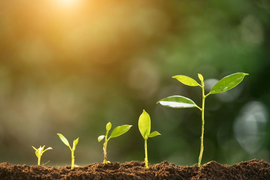 Seedlings growing in a garden with sunlight